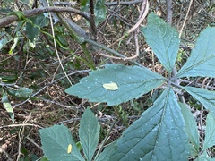 Cyphostemma hypoleucum