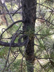 Arceuthobium americanum