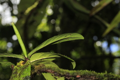 Atractocarpus sessilifolius