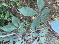 Cyphostemma hypoleucum