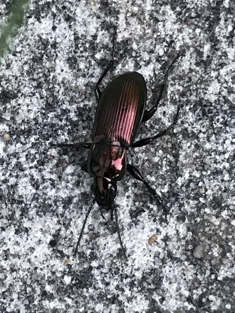 Heath Greenclock Beetle