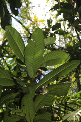 Atractocarpus sessilifolius