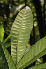 Atractocarpus sessilifolius