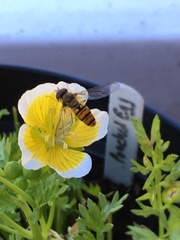 Episyrphus balteatus