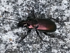 Poecilus lepidus