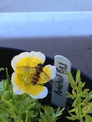 Episyrphus balteatus