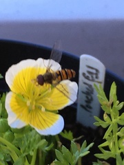 Episyrphus balteatus