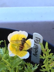 Episyrphus balteatus