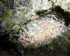 Pyura dura