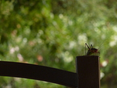 Barbitistes fischeri