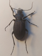 Carabus exaratus
