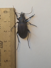 Carabus exaratus