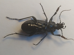 Carabus exaratus