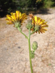 Asteraceae