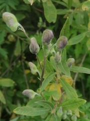 Aconitum volubile