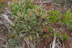 Acridocarpus austrocaledonicus