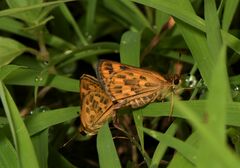 Taractrocera ceramas