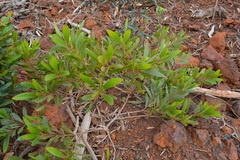Acacia spirorbis