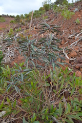 Acacia spirorbis