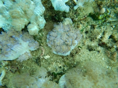 Conglomeratusclera coerulea