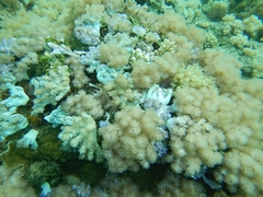 Conglomeratusclera coerulea