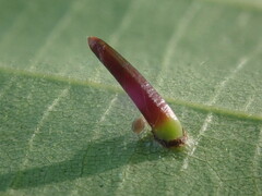 Caryomyia subulata
