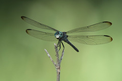 Cannaphila insularis