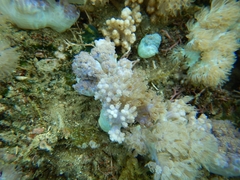 Conglomeratusclera coerulea