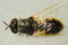 Odontomyia virgo