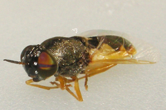 Odontomyia virgo