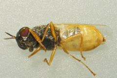 Odontomyia virgo