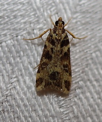 Scoparia melanoxantha
