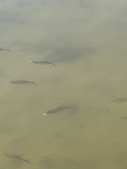 Scardinius erythrophthalmus