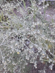 Artemisia jacutica