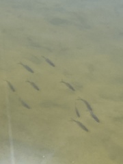 Scardinius erythrophthalmus