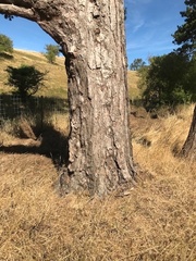 Pinus sylvestris sylvestris
