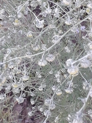 Artemisia jacutica