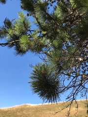 Pinus sylvestris sylvestris