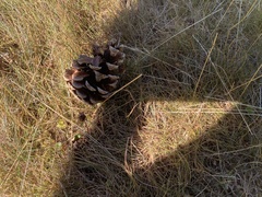 Pinus sylvestris sylvestris