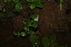 Limnophila rugosa