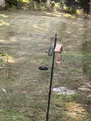 Sitta carolinensis