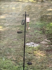 Sitta carolinensis