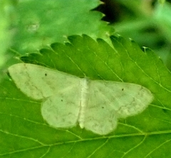 Idaea biselata