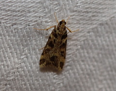 Scoparia melanoxantha