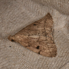 Zanclognatha dentata