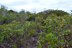 Alphitonia neocaledonica