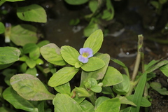 Limnophila rugosa