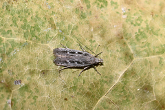 Gelechia sabinellus