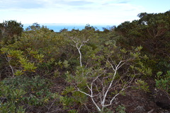 Alphitonia neocaledonica