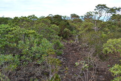 Alphitonia neocaledonica